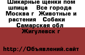 Шикарные щенки пом шпица  - Все города, Москва г. Животные и растения » Собаки   . Самарская обл.,Жигулевск г.